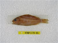 藏品(花身鯻)的圖片